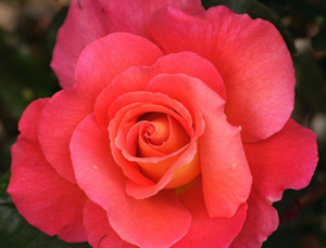 Blooming Rose